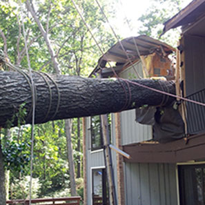 Tree Destroying A House